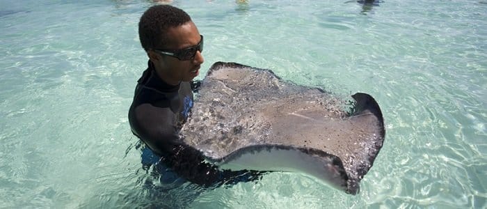 swim with stingrays swim with stingrays