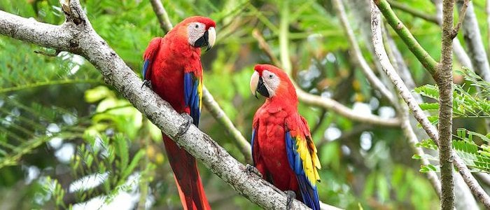 costa rica wildlife