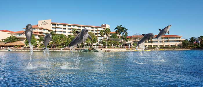 Love Dolphins? Watch them swim at Dreams Puerto Aventuras