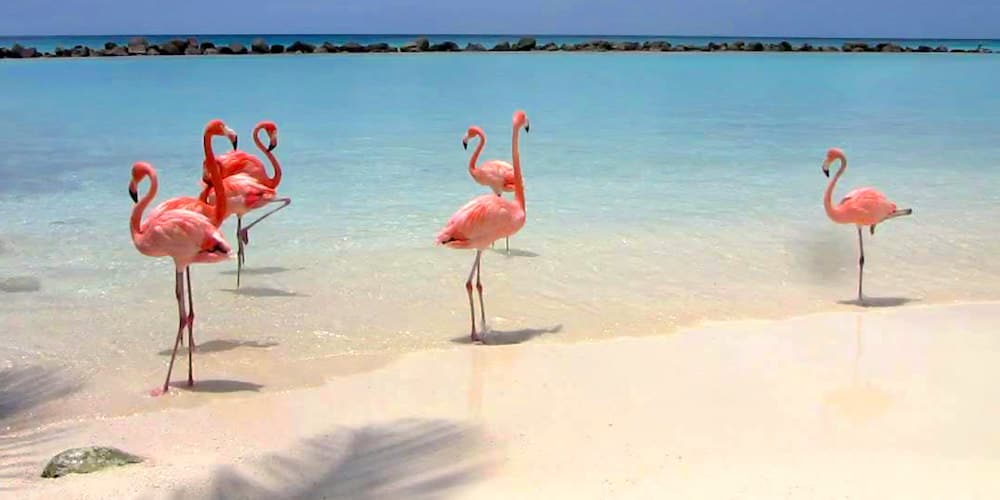 aruba-flamingos